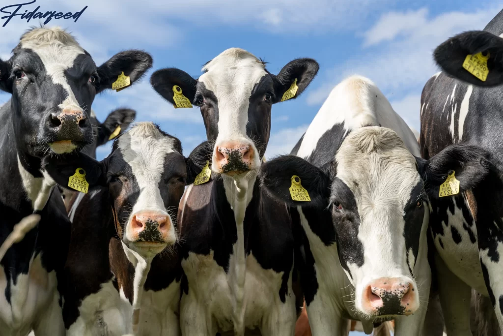 Optimizing Livestock Production Through Enhanced Animal Nutrition