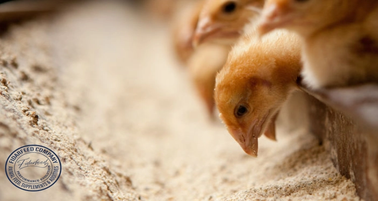 The Significance of Feed Additives in Animal Nutrition