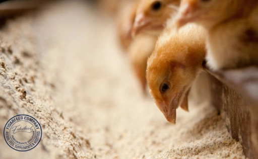 The Significance of Feed Additives in Animal Nutrition