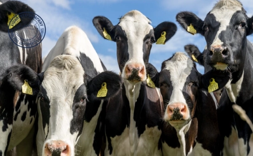 Optimizing Livestock Production