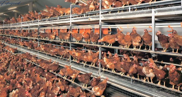 Layer Chicken Housing