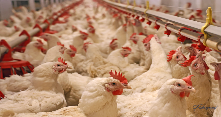 Broiler Chicken Farming