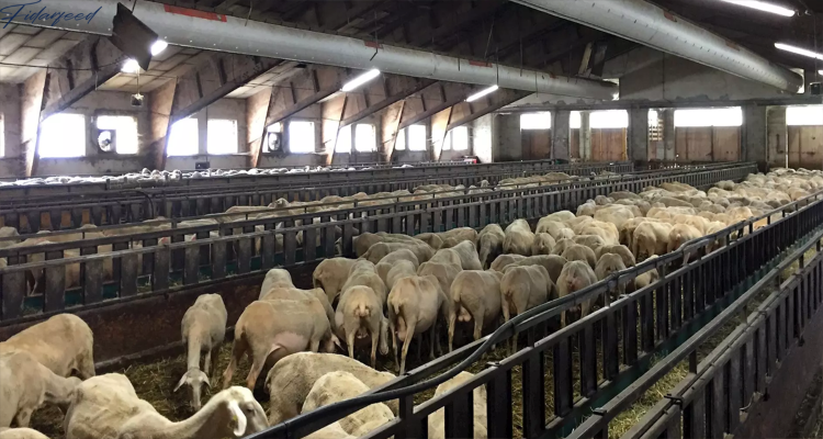well-ventilated barns with adequate space for each sheep