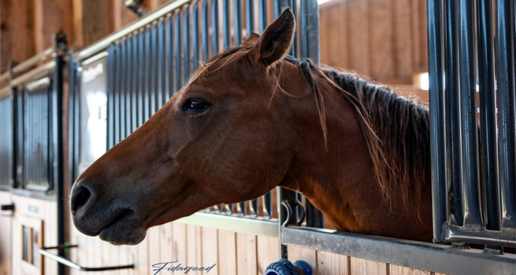 Calm and Suitable Environment for Horses