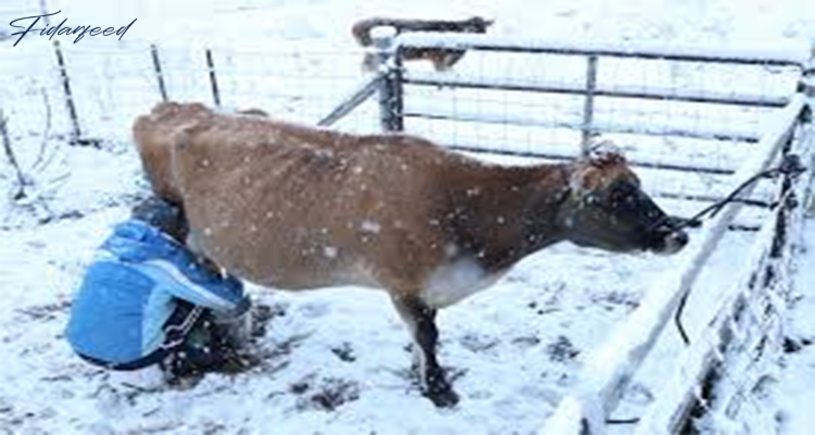 Cold Stress on Dairy Cows