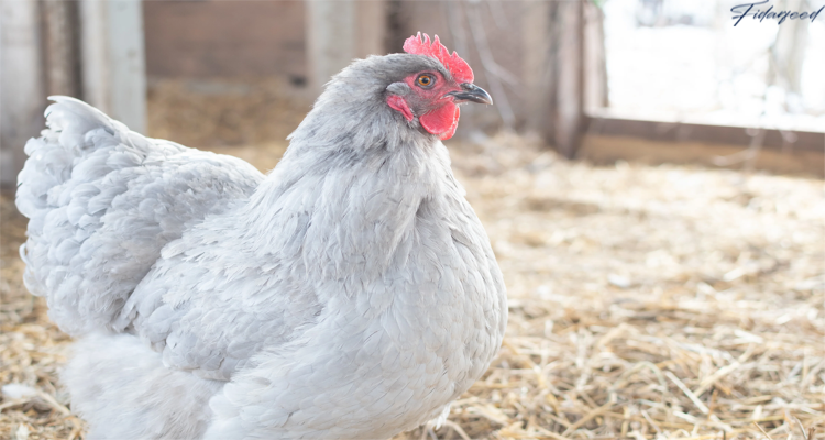 Layer Chicken Housing