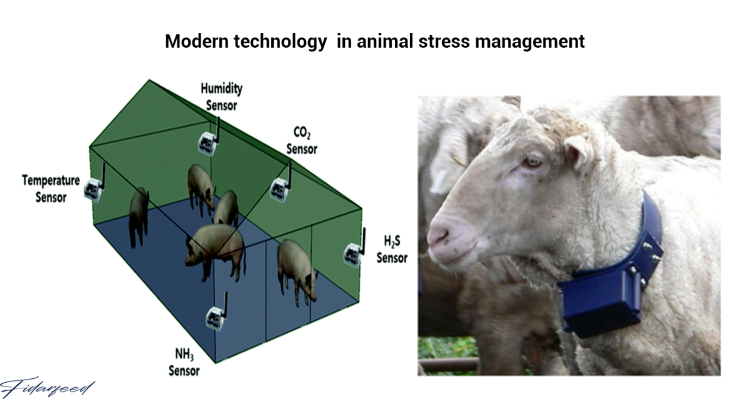Modern technology in sheep stress management