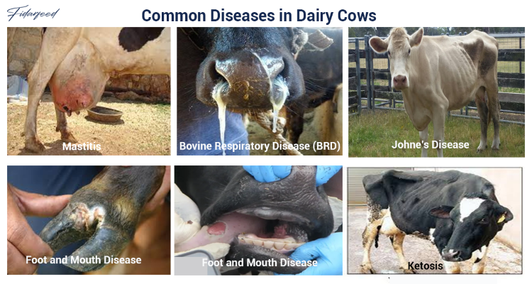 Common Diseases in Dairy Cows