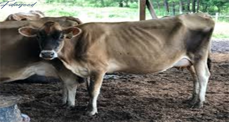 Nutritional Stress: The Hidden Threat to Milk Yield