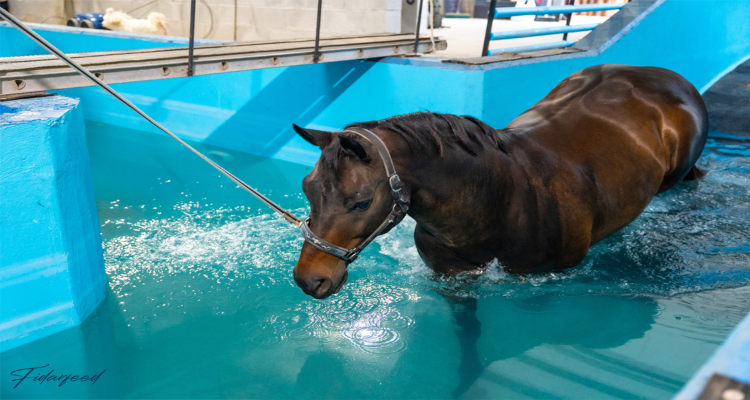 Racehorse swimming