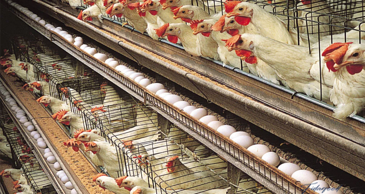 Layer Chicken Housing