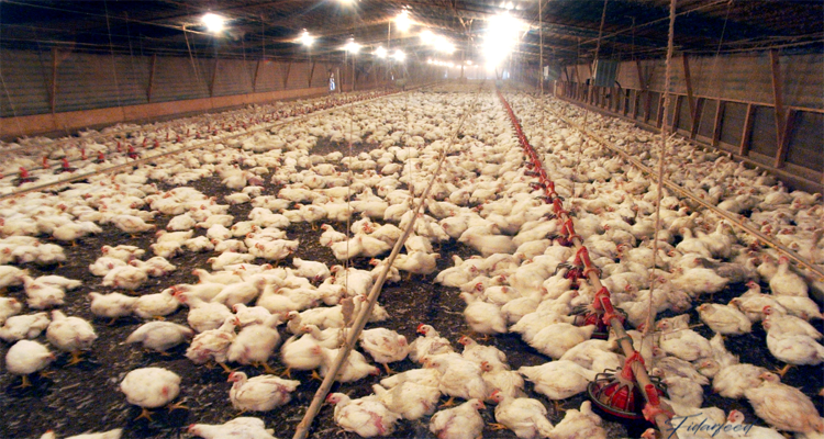  Broiler Chicken Farming