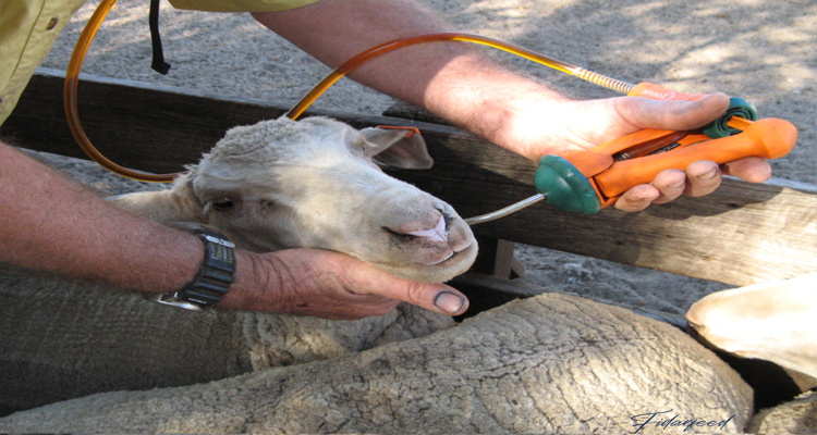 Regular Health Check-Ups and Veterinary Support