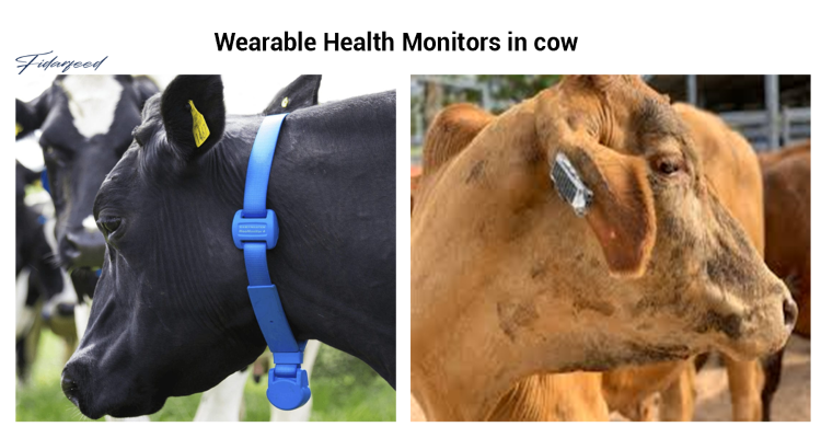 Use of Wearable Health Monitors in cow