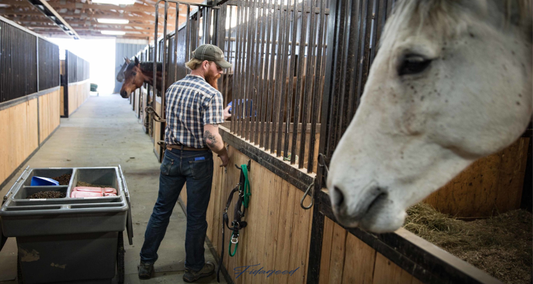 Calm and Suitable Environment for Horses