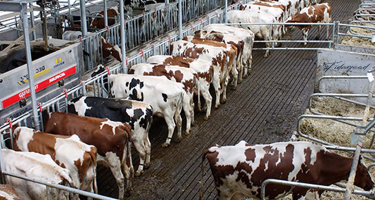 Housing and Management Stress in cow