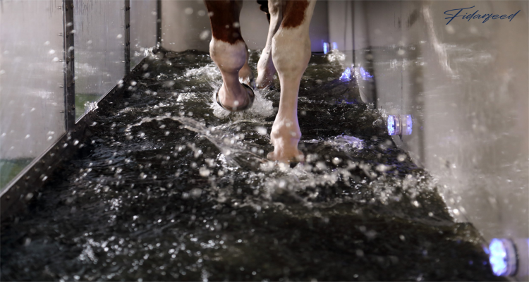 Treadmills and Swimming for Recovery of racehorse