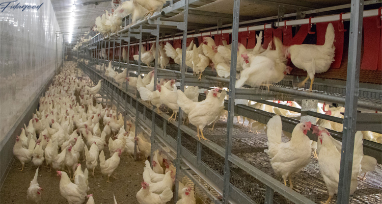 Layer Chicken Housing