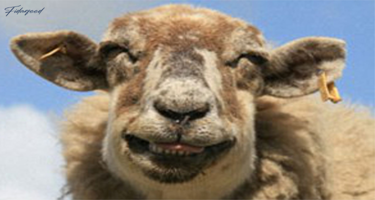 smiling sheep