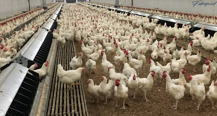 Breeder Hens farm