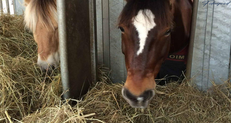 Feeding Areas for Horses