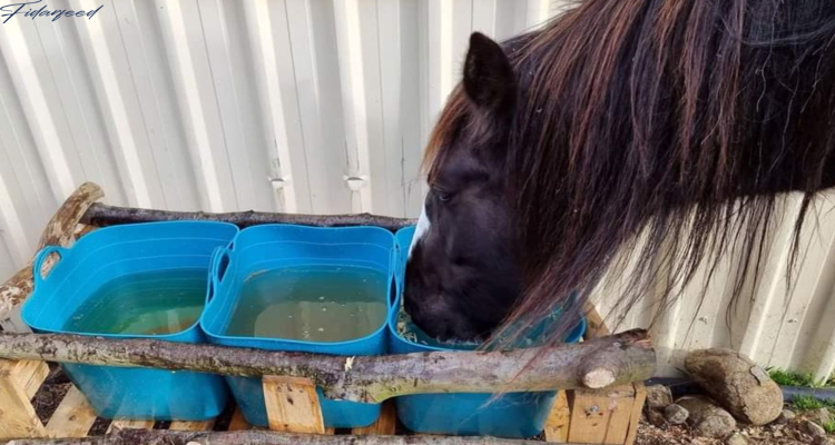 The Role of Hydration in Managing horse Stress