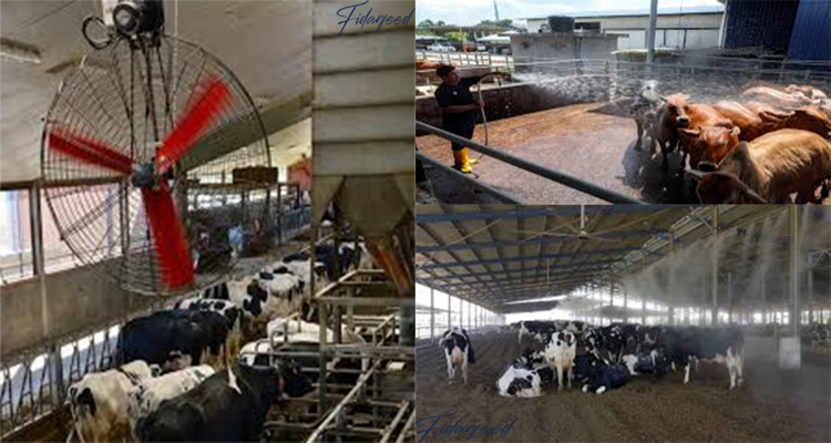Cooling Techniques to Combat Heat Stress in cow husbandry