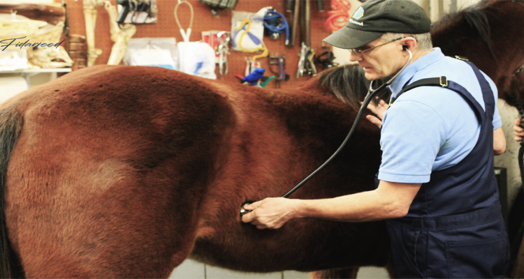 Regular veterinary check-up for detection of stress-related issues in racehorse