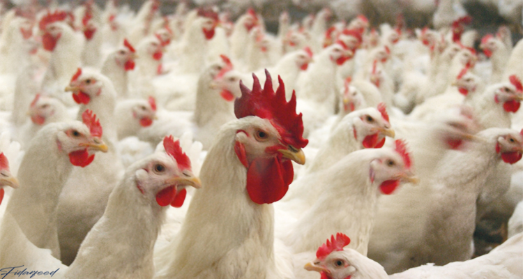 Impact of Water Quality on Health and Reproduction in Breeder Hens