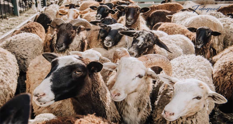 Modern Techniques for Managing Stress in Sheep Farming
