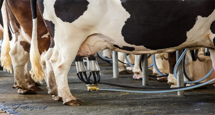 Timely Treatment of Diseases: Reducing Health Stress in Dairy Farming