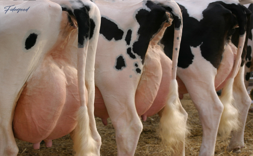 How Environmental Stress Affects Milk Production in Cows