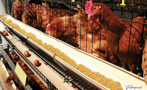 10 Effective Methods to Control Temperature in Layer Chicken Housing