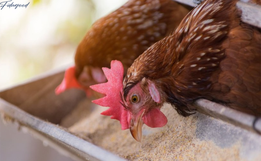 Key Strategies for Managing Temperature Stress in Broiler Chicken Farming