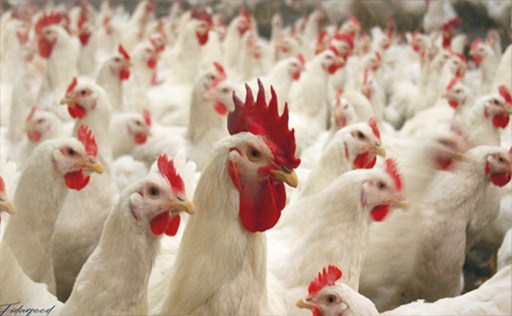 Impact of Water Quality on Health and Reproduction in Breeder Hens