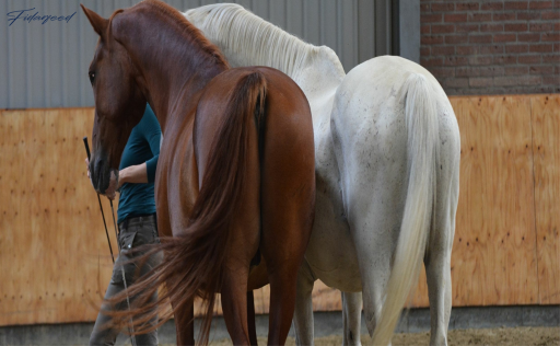 How to Create a Calm and Suitable Environment for Your Horses?