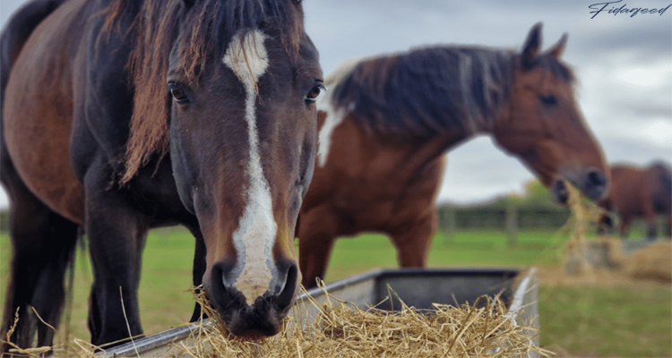 The Role of Diet in Enhancing Equine Mental and Physical Well-being