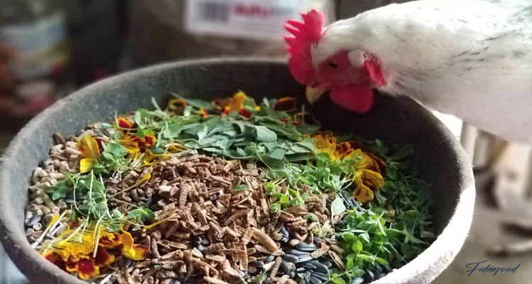 A broiler feeding on feed mixed with Medicinal Plants 