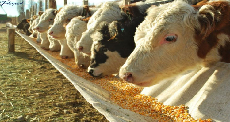 Cattle feeding on genetically modified corn by bioinformatics