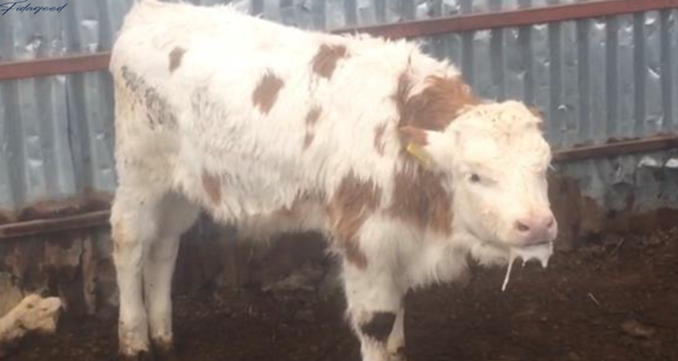 Respiratory Diseases in a Calf