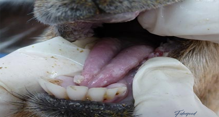 Oral lesions of foot-and-mouth disease in the mouth of cattle