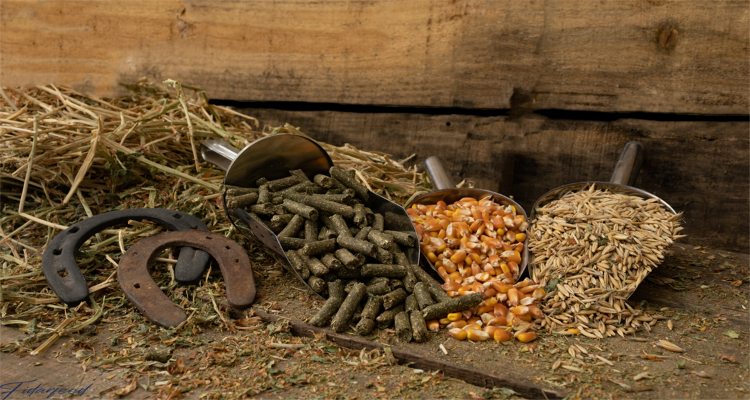 Importance of Balanced Rations for Equine Health