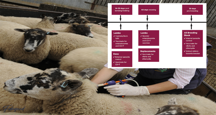 sheep vaccination schedule