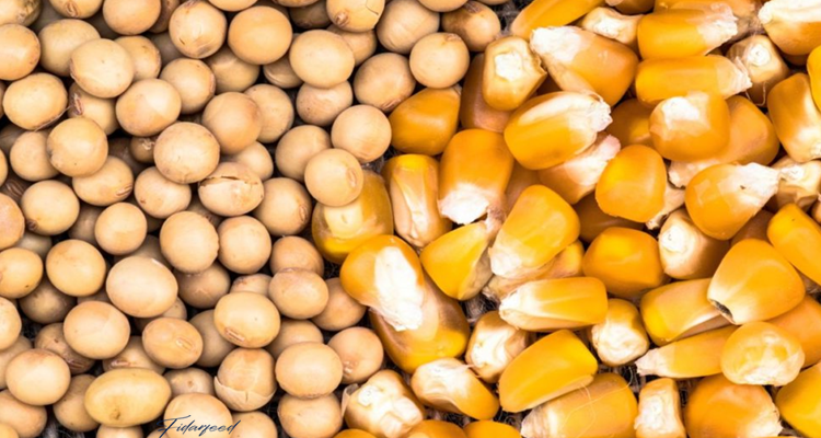 genetically modified corn and soybeans