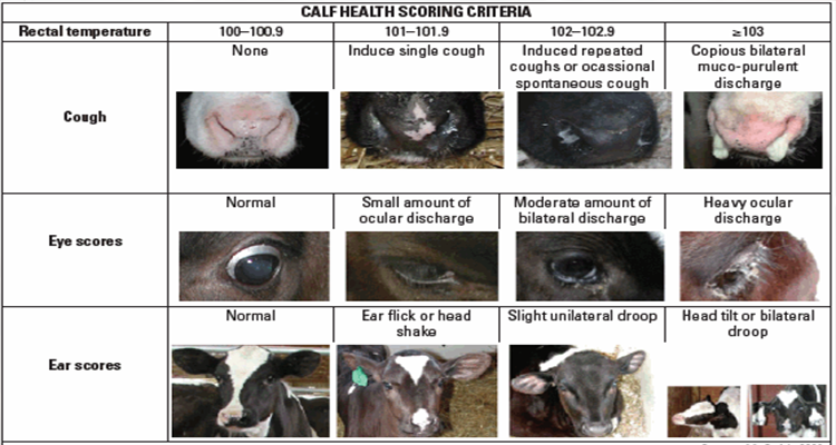 Calf Health Scoring Criteria