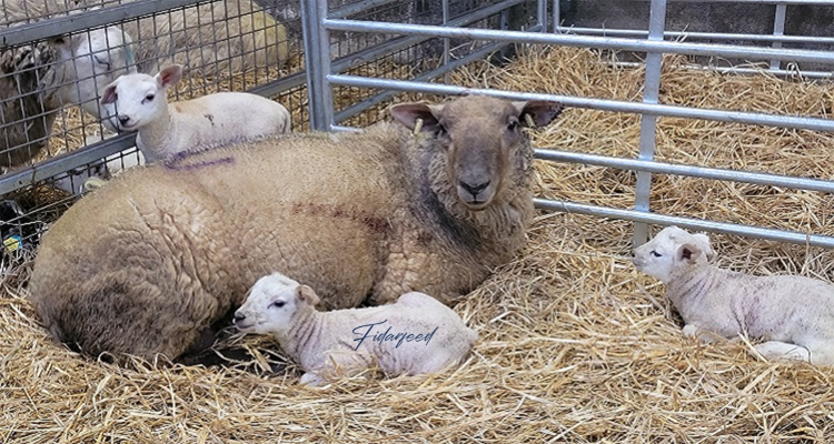 A healthy sheep with its children