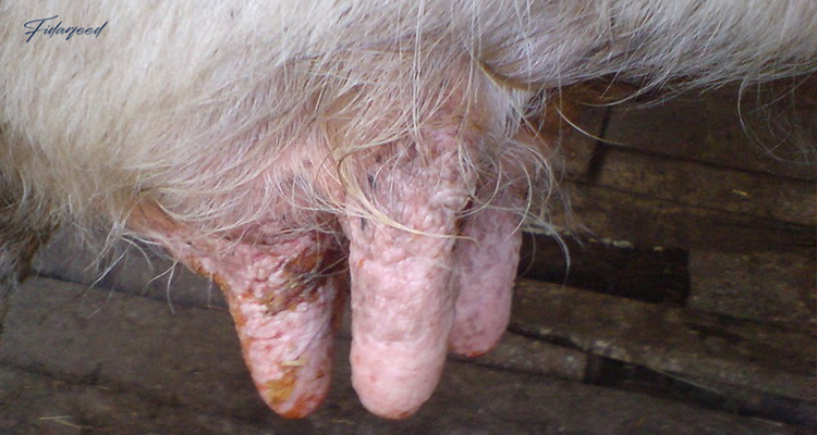Foot-and-mouth disease (FMD) waste in cow udders