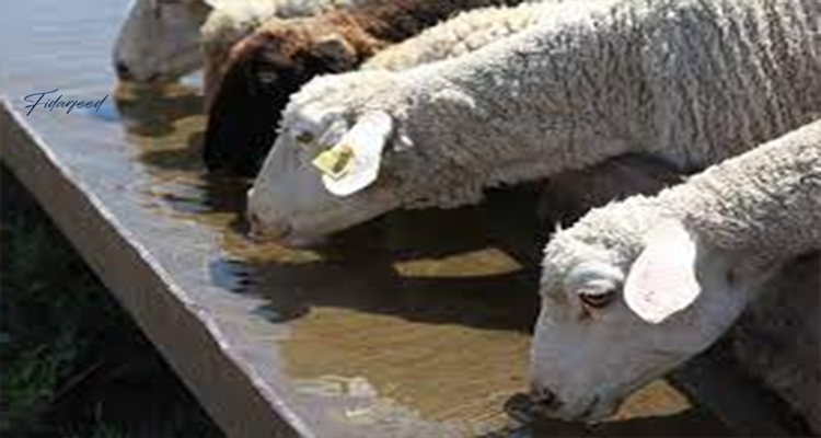 Clean Water for sheep