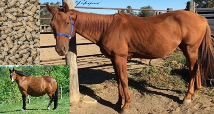 The Dangers of Feeding Low-Quality Feed in horse
