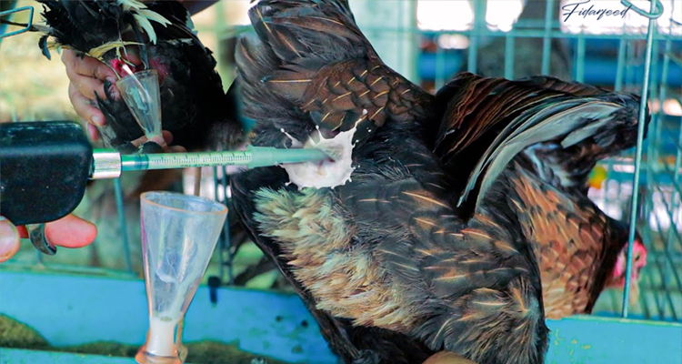 Artificial insemination in Broiler Breeder 